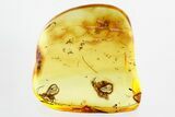 Two Detailed Fossil Wasps (Braconidae) In Baltic Amber #328126-1